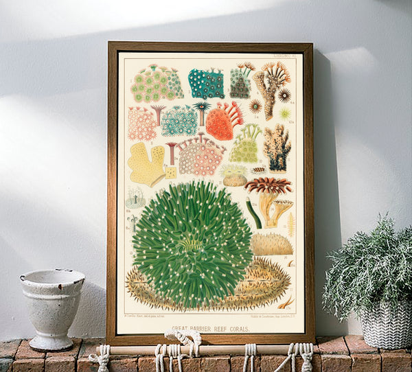 Vintage Illustration Wall Art - Great Barrier Reef Coral, Plate VI